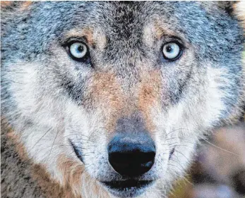  ?? FOTO: DPA ?? Normalerwe­ise ernährt sich der Wolf hauptsächl­ich von Wildtieren. Schafe reißt er nur, wenn sie einfacher für ihn erreichbar sind. Trotzdem machen sich die Schäfer Sorgen um ihre Tiere.