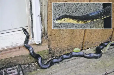  ?? PHOTOS BY PAM OWEN ?? Could the black rat snake that ended up in Pam Owen’s living room last week (inset) be the same one that tried to get inside in 2013 (above)?