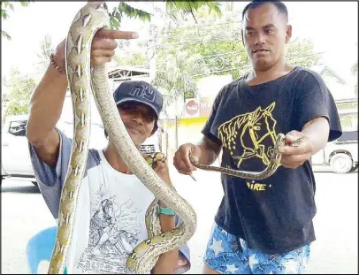  ?? JOY TORREJOS/THE FREEMAN ?? Men show the snakes they caught in a house in Compostela, Cebu on Wednesday.