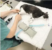  ??  ?? Laura Furness prepares Baby for radiation treatment at the Ontario Veterinary College in Guelph, Ont.