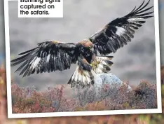  ??  ?? Some of the stunning sights captured on the safaris.