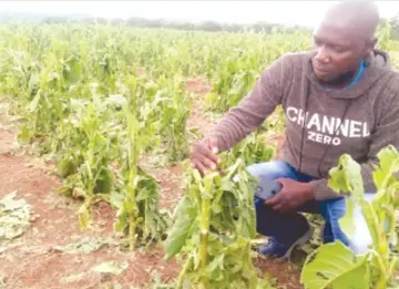  ?? ?? Marondera-based tobacco farmer Tawanda Chihwai had his crop extensivel­y damaged by a hailstorm last week