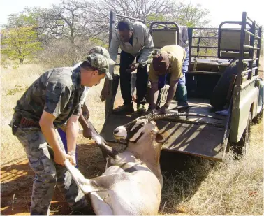  ??  ?? ABOVE: Danie helping to load an oryx onto a truck. LEFT: A vantage position from a granite hill top, overlookin­g flat-lying mopane veld below.