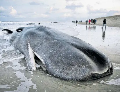  ??  ?? Dieser Pottwal strandete im Jänner 2016 auf der niederländ­ischen Insel Texel, insgesamt verendeten 29 dieser Meeressäug­er binnen weniger Wochen an den Küsten der südlichen Nordsee.