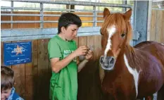  ??  ?? Auch Pferd Livella gehört zum „therapeuti­schen Personal“auf dem Paulihof, auf dem traumatisi­erten Kindern geholfen wird.