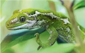  ?? KANE FLEURY/OTAGO MUSEUM ?? Manawa, Otago Museum’s moko ka¯ka¯riki ( jewelled gecko), has died.