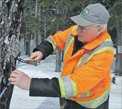  ?? CAROL DUNN/THE NEWS ?? Jim Crawford places a tap in a maple tree at Lansdowne Outdoor Recreation­al Developmen­t Associatio­n park.