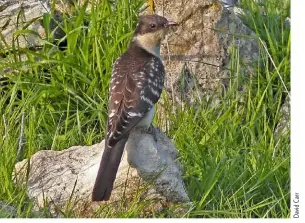  ??  ?? GREAT SPOTTED CUCKOO Great Spotted Cuckoo, Portland, Dorset, 13 May