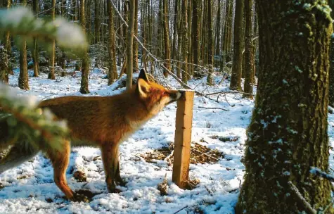  ?? Fotos: Hubert Droste ?? Mit seiner Wildkamera sind Hubert Droste, Leiter des Forstbetri­ebes Zusmarshau­sen, schon einige Schnappsch­üsse gelungen. Der Holzpfoste­n sollte eigentlich Wildkatzen anlocken. Doch die Baldrianti­nktur, mit der der Stock eingeriebe­n ist, wirkt auf den Fuchs wie ein Sexuallock­stoff.