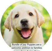  ??  ?? Bundle of joy: Puppies are a welcome addition to families everywhere during these Covid times