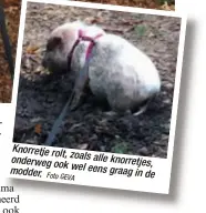  ?? Foto GEVA ?? Knorretje rolt, onderweg zoals alle knorret
ook wel modder. eens graag i