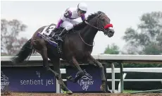  ?? DYLAN BUELL/ GETTY IMAGES ?? Mario Gutierrez has run seven races with Nyquist and won them all, securing a place in the May 7 Kentucky Derby.