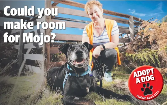  ?? Picture: MATHEW FARRELL ?? SENIOR CITIZEN: 12-year-old Mojo, with Dogs' Home of Tasmania volunteer Chris Adkins, is looking for a place to call home.