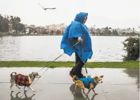  ??  ?? Above, Chris Butler of Oakland walks her dogs Mac (left) and Sammy around Lake Merritt during a heavy rainstorm in Oakland. Top, employees with Oakland Public Works work to unclog storm drains along Grand Avenue.