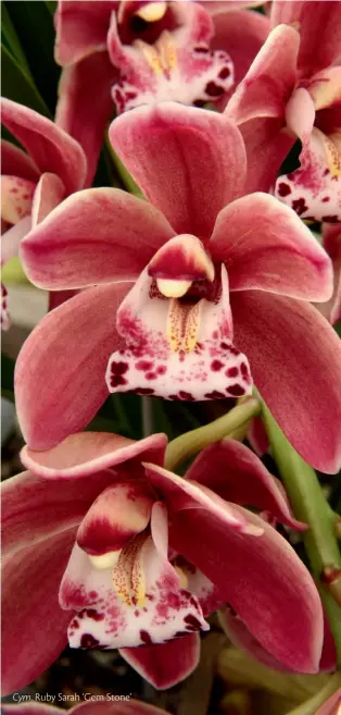  ??  ?? Cym. Ruby Sarah ‘Gem Stone’