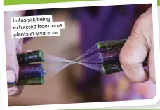  ?? ?? Lotus silk being extracted from lotus plants in Myanmar
