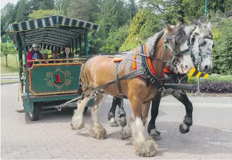  ?? GERRY KAHRMANN ?? A Vancouver Humane Society official says urban carriages, such as those in Stanley Park, aren’t “the right place for horses.”