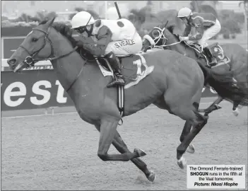  ?? Picture: Nkosi Hlophe ?? The Ormond Ferraris-trained SHOGUN runs in the fifth at the Vaal tomorrow.