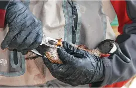  ?? Shannon Tompkins / Houston Chronicle ?? A biologist fits an aluminum band to the leg of a blue-winged teal. This year, reporting of encounters with banded birds changed from mail/phone/online communicat­ion to online-only reporting via reportband.gov.