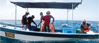  ??  ?? Los pescadores deben navegar entre 12 y 25 kilómetros para encontrar cardúmenes.