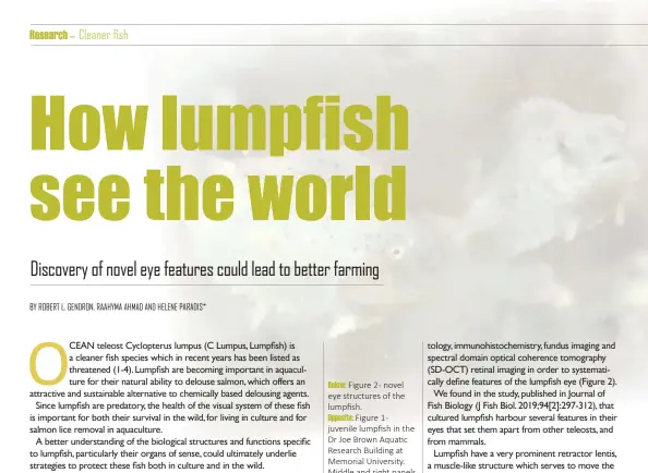  ??  ?? Below: Figure 2- novel eye structures of the lumpfish. Opposite: Figure 1juvenile lumpfish in the Dr Joe Brown Aquatic Research Building at Memorial University. Middle and right panels show fish at surface of water or with eyes entirely out of water.