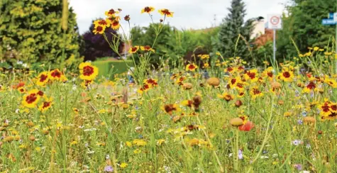  ?? Fotos: Johann Stoll ?? Auf dem Grundstück von Familie Zillober in Altensteig hätte nach dem Bienenvolk­sbegehren jeder Interessie­rte eine eigene Blühfläche schaffen können. Die Nachfrage hielt sich allerdings in Grenzen.