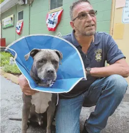  ?? STAFF PHOTO BY MATT WEST ?? ‘HANDSOME’: Taunton Animal Control officer Manuel Massa is seen yesterday with a pit bull he called ‘handsome’ that is recovering from being cut with a machete.