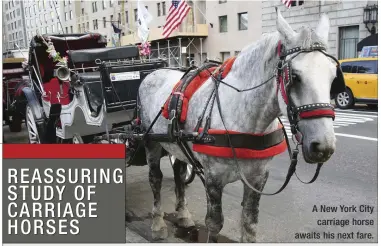  ??  ?? A New York City carriage horse awaits his next fare.