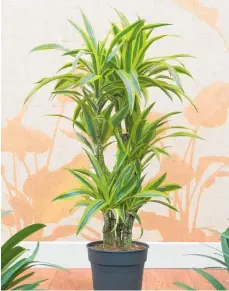  ?? ?? Dracaena ‘Lemon and Lime’ is a show-off de´cor element.