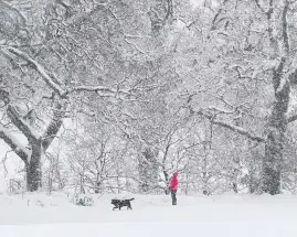  ?? Andrew Milligan ?? > A person walks a dog in the snow near Dunblane in Scotland yesterday. Freezing rain is set to hit the UK this week