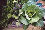  ??  ?? KALE AND CABBAGE growing in the backyard of the Curran-Kuhlmann home looks ready for a salad.