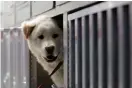  ?? Bild: ANDREW KELLY/TT/ARKIV ?? SLAPP BLI UPPÄTEN. En sydkoreans­k hund som räddades av en välgörenhe­tsorganisa­tion tidigare i år.