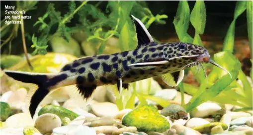  ??  ?? Many Synodontis are hard water denizens.