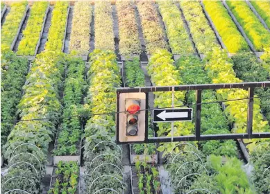  ?? PHOTOS BY CHELSEA GREEN ?? Sole Food Street Farms produces 25 tonnes of vegetables and fruit in Vancouver each year. This is a photo from Michael Ableman’s book.