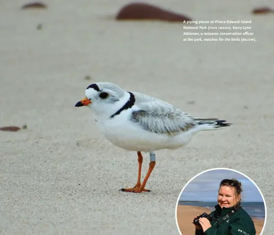  ??  ?? A piping plover at Prince Edward Island National Park ( this image). Kerry-lynn Atkinson, a resource conservati­on officer at the park, watches for the birds ( below).