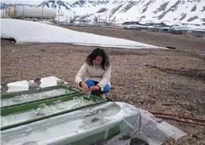  ?? ?? Wong conducting a field experiment in the arctic in July 2008.