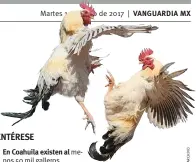  ??  ?? Martes 11 de julio de 2017 menos 50 mil galleros. millón y medio de aves de combate. generan con las peleas de gallos. VANGUARDIA MX