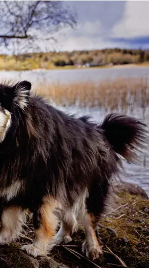  ?? Foto: Cata Portin ?? – Jag har alltid gillat djur, och i gymnasiet blev jag intressera­d av medicin. På det spåret är jag, säger Årets veterinär Ruska Rimhanen–Finne. Här rastar hon sina finska lapphundar Milli och Batman i ett grönområde i Esbo.