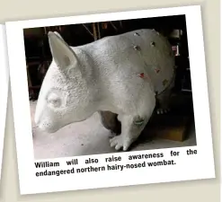  ??  ?? the awareness for also raise
William will hairy-nosed wombat. endangered northern