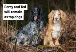  ?? ?? Percy and Ted will remain as top dogs