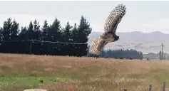  ?? PHOTOS: BRAYDEN FOOTE ?? Taking flight . . . A little owl at a farm near Middlemarc­h.