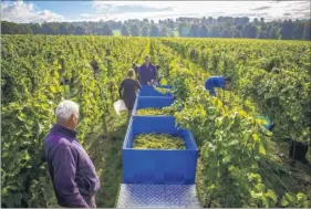  ??  ?? Grapes being harvested at the Simpson’s Wine Estate at Barham