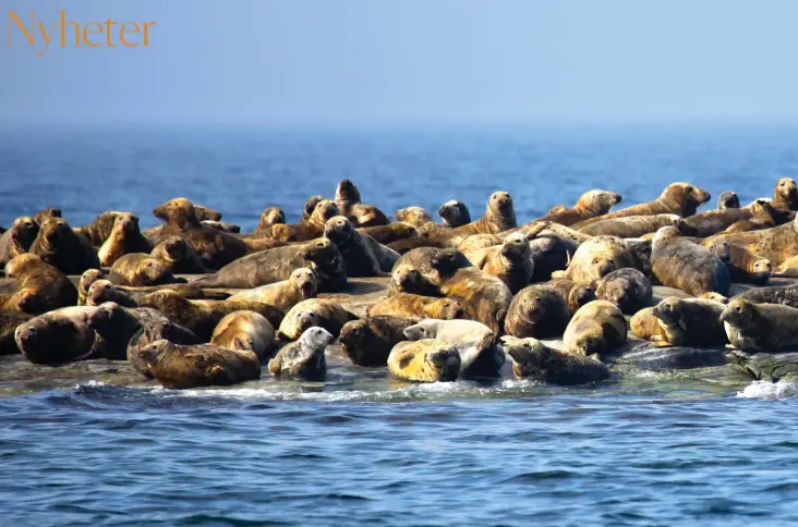  ?? FOTO: KARI LAAKSONEN ?? POPULäRT SKäR. När trängseln är som häftigast på Södra Sandbäck ligger upp till 700 gråsälar på det lilla skäret 40 kilometer utanför Nystad.