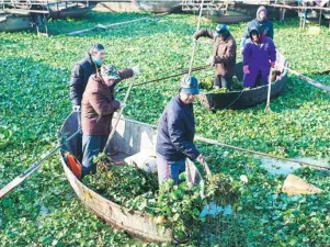  ?? XINHUA DU YU / ?? Fishermen remove water plants clogging Chaohu Lake, part of the Yangtze River economic belt.