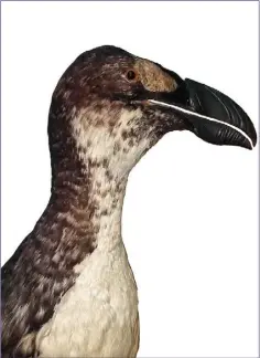  ??  ?? The Great Auk is one of the very few birds that formerly was a common breeding species in Europe but is now globally extinct.