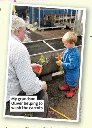  ??  ?? My grandson Oliver helping to wash the carrots