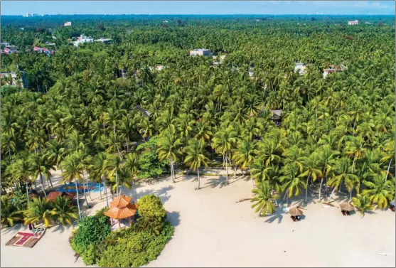  ?? PROVIDED TO CHINA DAILY ?? A coconut grove at the eastern tip of Wenchang, Hainan province.