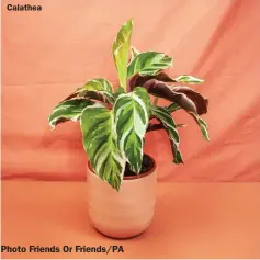  ?? ?? Calathea
Photo Friends Or Friends/PA