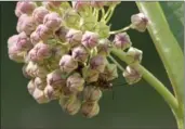  ??  ?? Stunning milkweed flowers attract pollinator­s in the Shulists’ Ancaster garden.