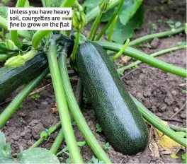  ?? ?? Unless you have heavy soil, courgettes are fine to grow on the flat